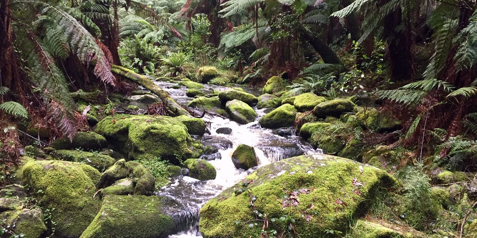 Lorne Trail & Ultra Running Camp