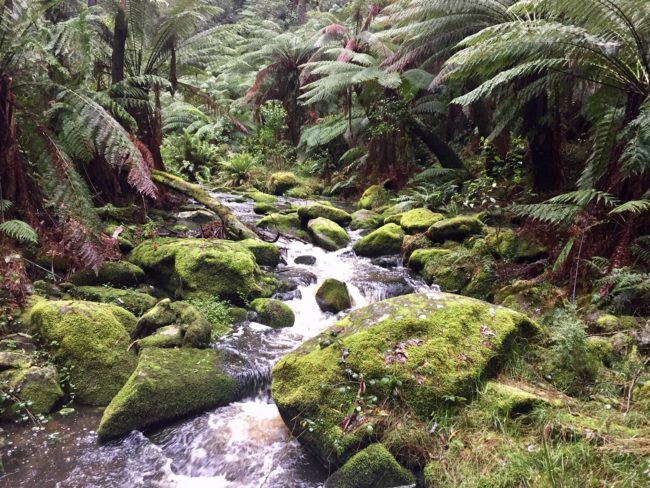 Lorne Trail & Ultra Running Camp Lorne Trail & Ultra Running Camp