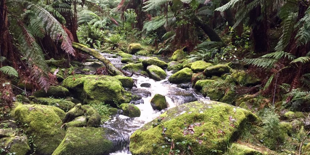 Lorne Trail & Ultra Running Camp